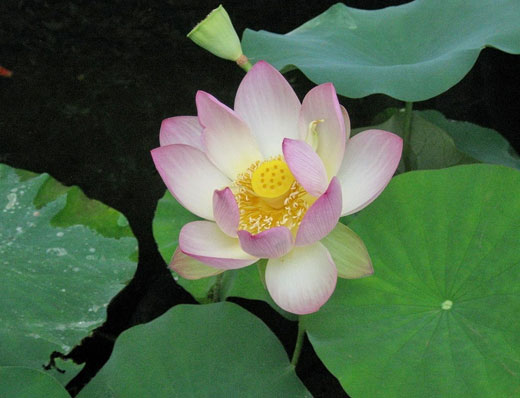 Lotus in divine lake