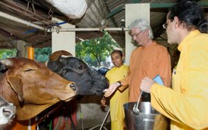 Feeding the cows at ashram goshala.