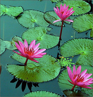 Lillies on pond