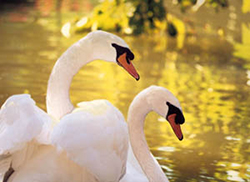Swans of spiritual understanding.