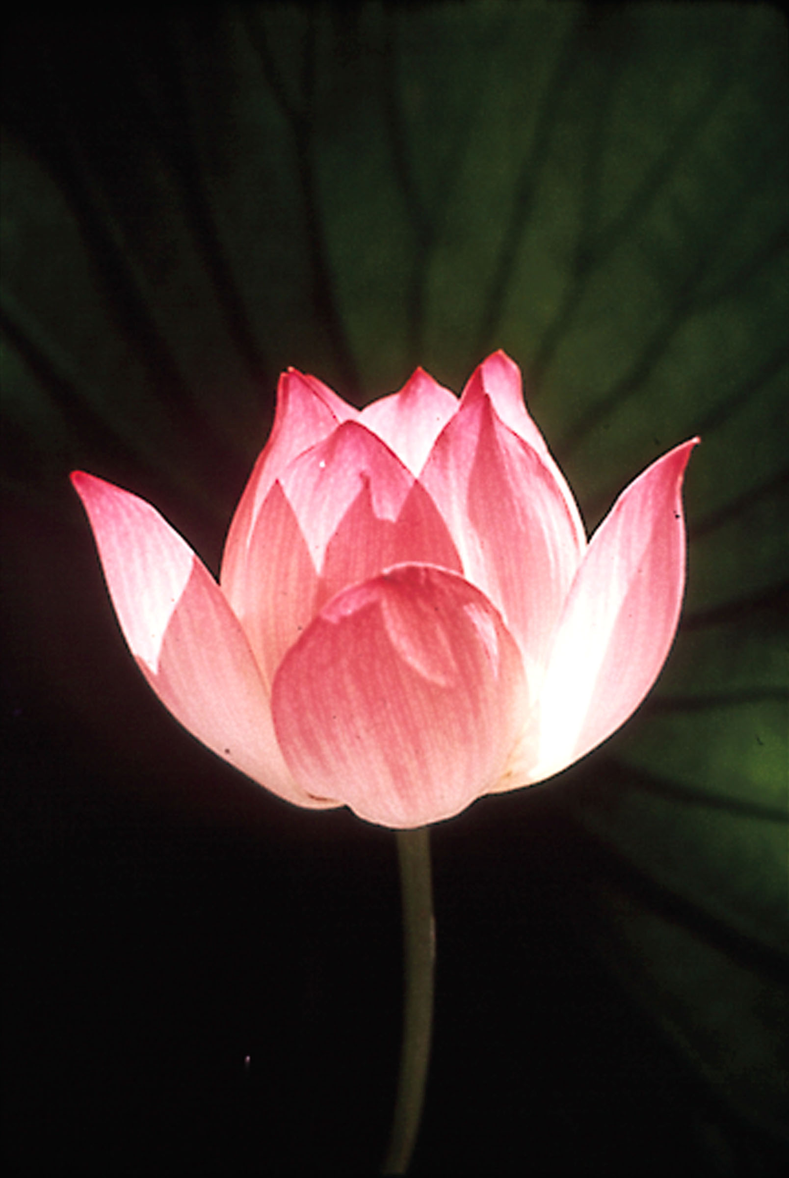 Lotus depicting non-attachment quality of Spirit.