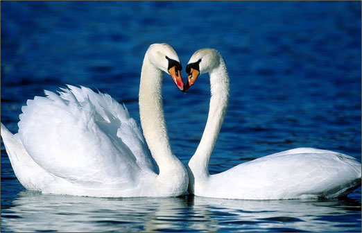 Two Swans depicting Harmony in Relationships.