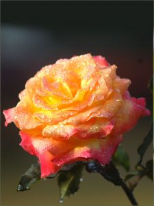 Rose with dew drops advertising God's beauty